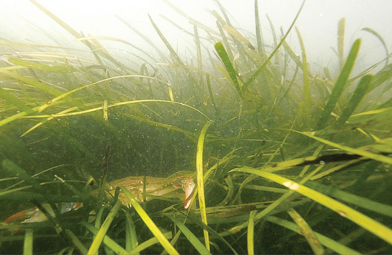 Nutrient reductions credited for resurgence in Bay’s underwater grasses
